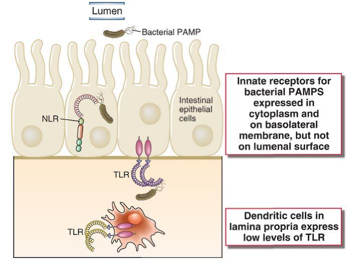 Mecanismos de regulação de respostas imunes inatas na mucosa intestinal PAMP bacteriano Célula epitelial intestinal Receptores da imunidade inata (TLRs e NLRs) para padrões moleculares (PAMPs) são