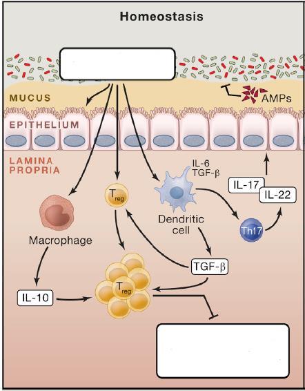 Imunoregulação pela Microbiota Indução de células Treg com envolvimento direto de células dendríticas CD103 +