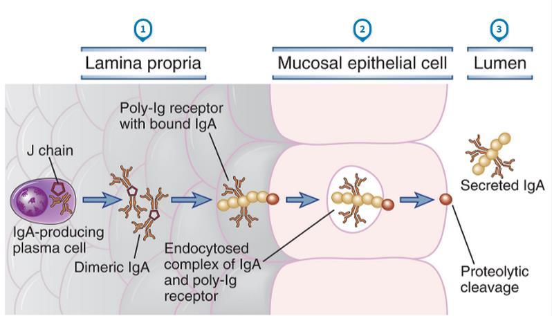 Transporte de IgA através de célula epitelial Célula epitelial da mucosa Receptor poli-ig com IgA ligada Cadeia