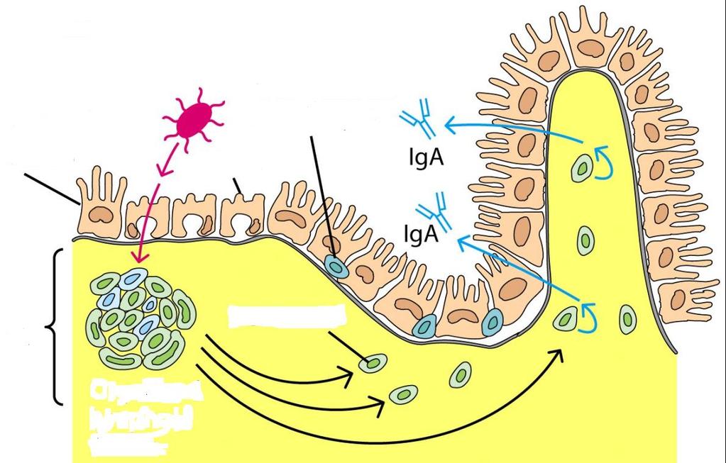 Luz intestinal Epitélio da mucosa Antígeno Célula M