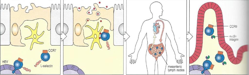 O sistema imune intestinal Figure 11.