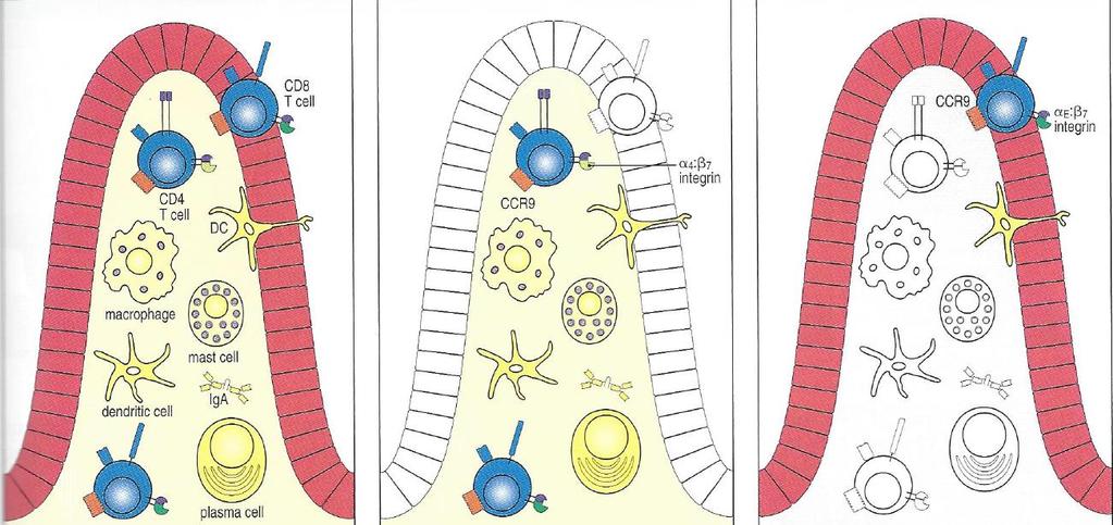 Linfócitos efetores na lâmina própria e na camada epitelial de um vilo intestinal Linfócitos são encontrados na