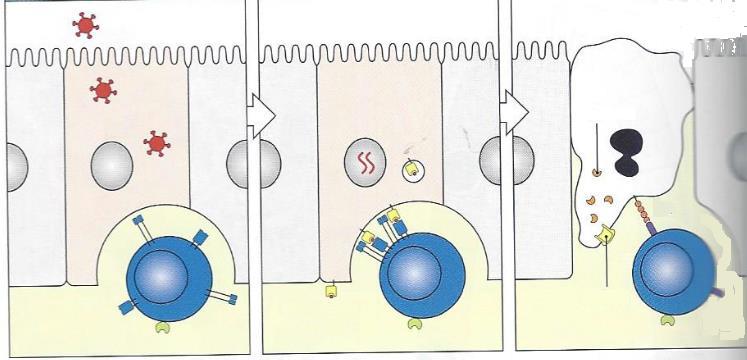 Funções de linfócitos T CD8+ intraepiteliais Virus infectam célula epitelial da mucosa intestinal Célula infectada exibe peptídeo viral via MHC de classe I para