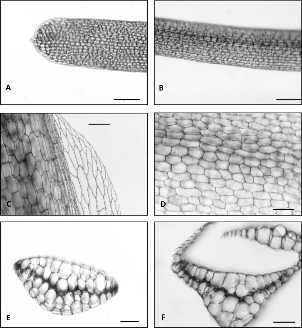 Figura 1- Octoblepharum costatum H.A.Crum E. Moraes, 38 (MG). A. Ápice do filídio; B. Filídio evidenciando a tênue linha rosada; C. Base do filídio; D. Células medianas do filídio; E.