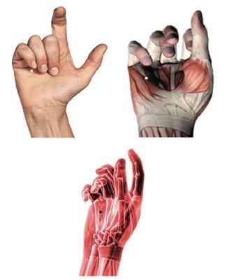 C-8 (SHAOFU) : PEQUENA MANSÃO Localização: Na palma da mão, entre os ossos metacarpais IV e V; Funções energéticas: Harmoniza e fortalece o Qi do Coração; Dissolve Umidade e transforma