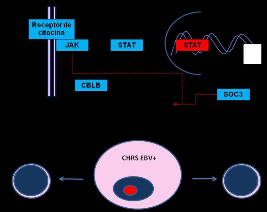 71 Figura 23: Papel alternativo para SOCS3 e CBLB na patogênese do LHC: SOCS3 e CBLB estão relacionados à degradação de JAK via ubiquitinzação.