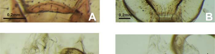 Pentatoma rufipes; C. Afrochinavia rinapsa; D. Alciphron glaucus. Área vesicular, região anterior. E.