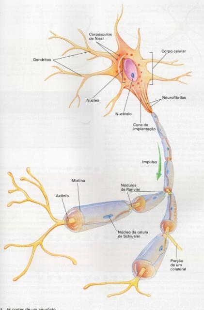 Célula Nervosa O Neurônio FORMADOS POR: Corpo celular ou soma (na ME, Gânglios e Encéfalo) Dendritos: Recebe sinais elétricos ou químicos)