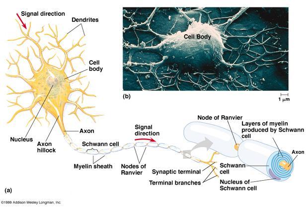 Fibra nervosa - axônio Tecido nervoso Células de suporte ou isolamento Mantém os