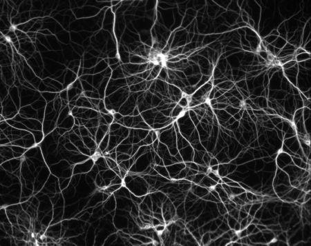 Sinapses e Transmissão dos impulsos nervosos Regiões de comunicação