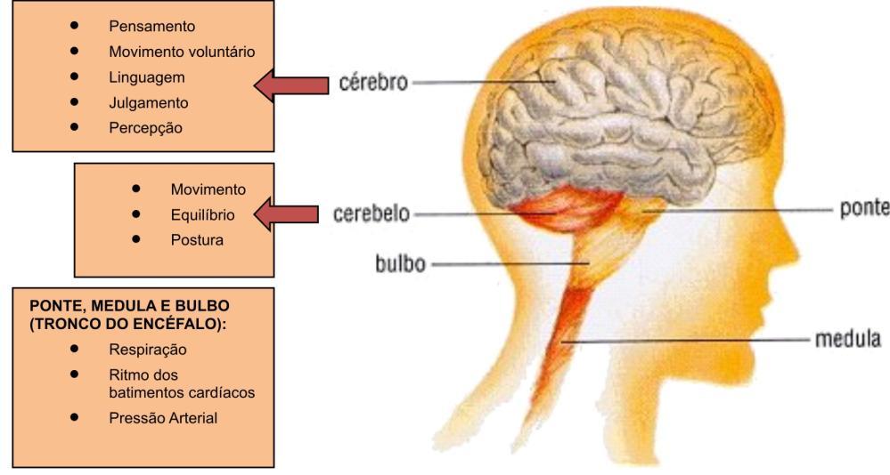 Tronco Cerebral Composto pelo mesencéfalo, ponte e bulbo Conexão entre