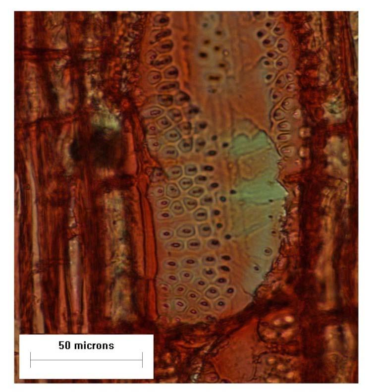 Ocorrência natural - caso 2 Variações anatômicas do lenho e da folha em indivíduos de altura normal e anões de Copaifera langsdorffii Desf.