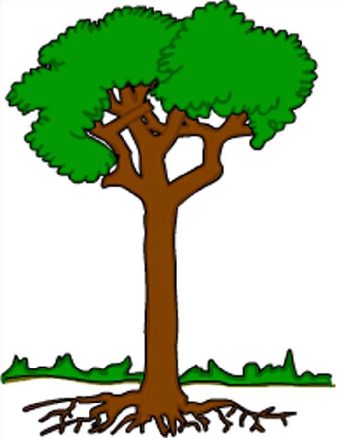 Ocorrência natural caso 3 Potencial de condutividade de água no sentido raiz-ramo em três espécies aróreas de Cerradão Cinco árvores de cada espécie com idade entre 05 e 10 anos
