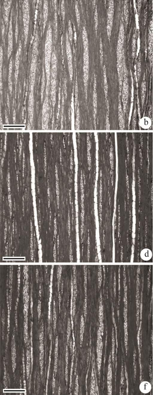 Plantadas - caso 1 Seed provenance influences the wood structure of Gallesia integrifolia Raios mais volumosos em Rieirão Preto, com maior potencial de armazenamento de amido.