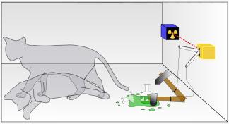Física Quântica O gato de