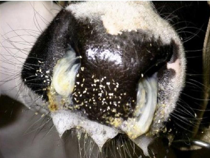Os bovinos PI são a principal fonte de infecção para outros animais, eliminando grandes descargas virais ao longo da vida e animais com infecção aguda também excretam o vírus por alguns dias.
