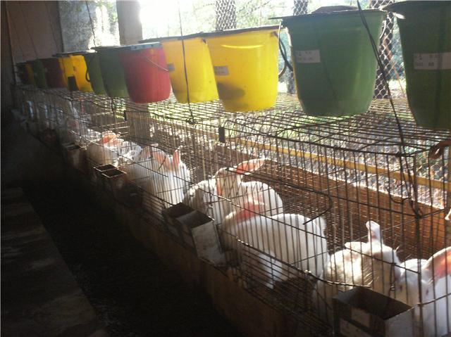 Para coelhos em crescimento, a glicerina bruta mista pode ser incluída até 12% e a bruta