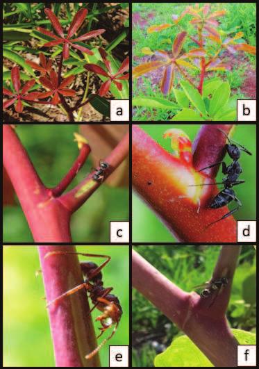 7 2.2 Espécie em estudo A planta escolhida para esse estudo foi Eriotheca gracilipes Malvaceae (Figura 1a e 1b), uma árvore semidecídua comum nos cerrados da região sudeste de Minas Gerais (OLIVEIRA