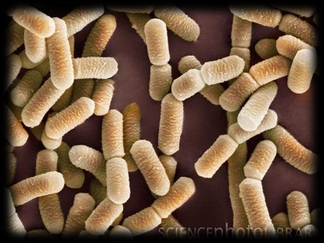 Citrobacterium