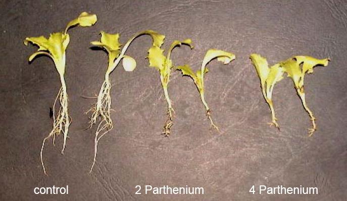 culturas na % de germinação de algumas plantas daninhas (Almeida et al., 1984) % de germinação extrato Cap.