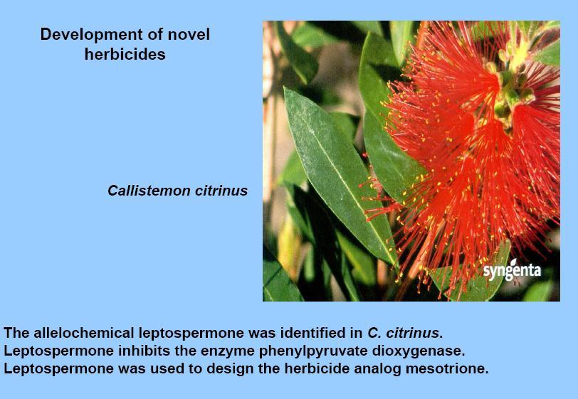 Desenvolvimento de um herbicida a partir de um alelo químico de plantas O alelo químico leptospermone foi identificado em Callistemum citrinus Leptospermone inibe a enzina fenilpiruvato dioxigenase