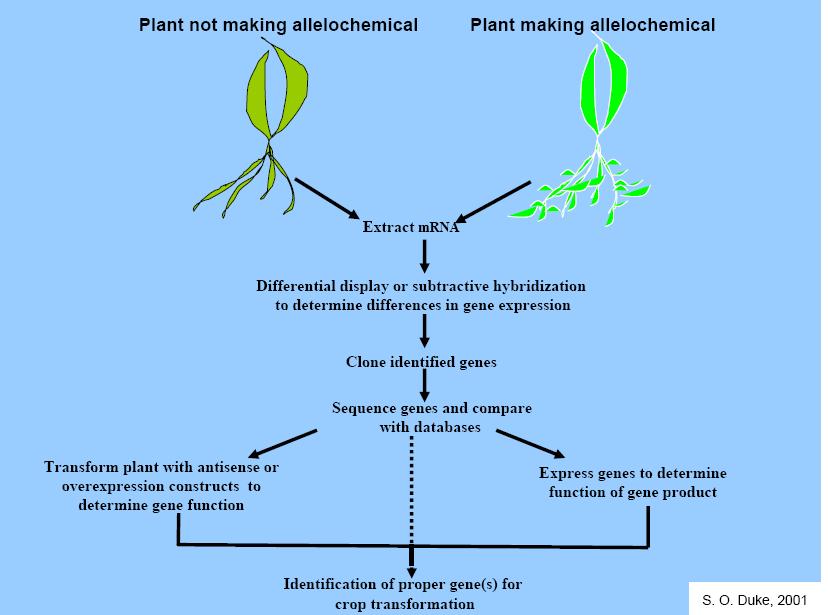 Planta sem atividade alelopática Planta produzindo alelo químico Extração do RNAm Determinação da expressão gênica Identificação do gene clonado Seqüenciamento do gene e comparação do os databases