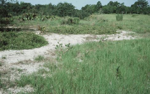 Efeito alelopático em ambientes naturais Ecologia química Alelopatia Desempenha um papel importante no padrão de distribuição das espécies na natureza É aceita amplamente como um