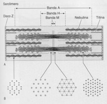 Sarcômero Miofilamentos