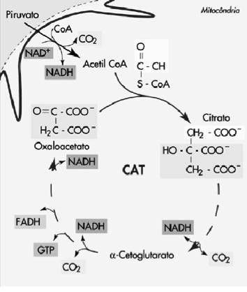 XRCÍCIOS SISTMA OXIDATIVO SISTMA OXIDATIVO  