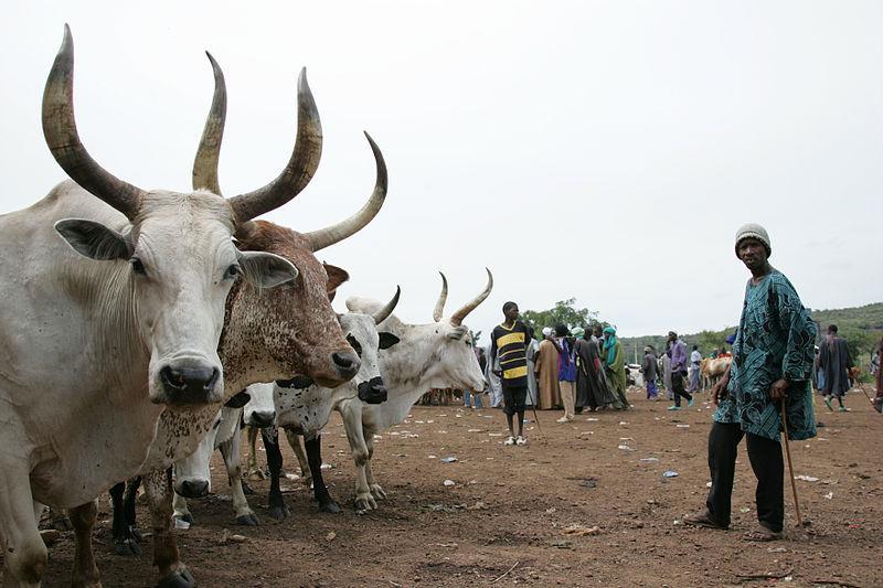 Imagem: ILRI / Livestock market in Mali / Creative Commons