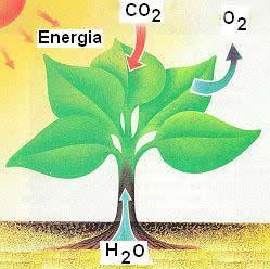 liberta, da de hidrogénio. O oxigénio é libertado para a atmosfera, ficando disponível para ser consumido por nós.
