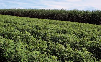 A sustentabilidade começa no campo Além do compromisso com as comunidades locais, os processos da Coplana se baseiam na gestão sustentável, no cuidado com a qualidade de vida de seus profissionais,