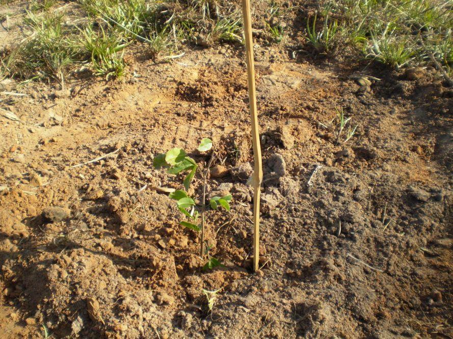 11 ao crescimento de raízes, o espaçamento usado foi de 1,5 x 3,0m. Para solos de maior fertilidade, o espaçamento de 3,0 x 2,0m é mais apropriado.