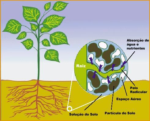 Detalhes de um Pelo Radicular Absorvendo Água E Nutrientes, Incluindo o Fósforo, da Solução do