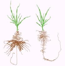 Efeito da Presença de Fósforo no Desenvolvimento de Raízes As raízes da planta proliferam na zona do solo