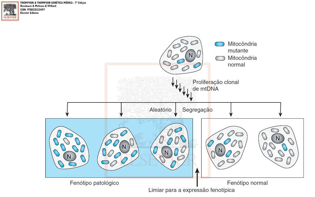 Herança mitocondrial expressividade altamente variável fenótipo dependente: frequência da mutação nas