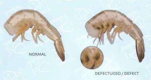 PELA TIROSINASE MIGRAÇÃO DE