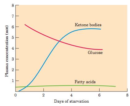 Jejum 4. A degradação intensa de ácidos graxosno fígado sem a degradação de carboidratos leva ao acúmulo de AcetilCoA-> formação de corpos cetônicos 5.