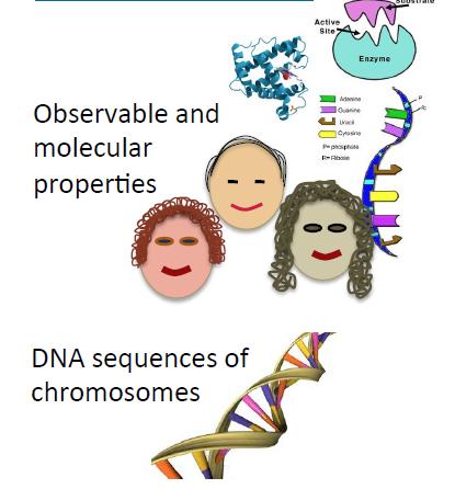Qual é a base genética para tais diferenças?