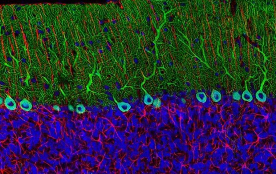 Neurohistologia e Neuroembriologia Dra.