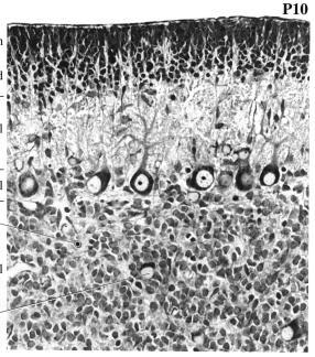 ML: Camada molecular PL: