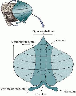 Subdivisão correspondente Vestíbulocerebelo - Arquicerebelo ajuda coordenar equilíbrio/postura e os movimentos oculares Espinocerebelo - Paleocerebelo - ajuda a coordenar - movimento estereotipado