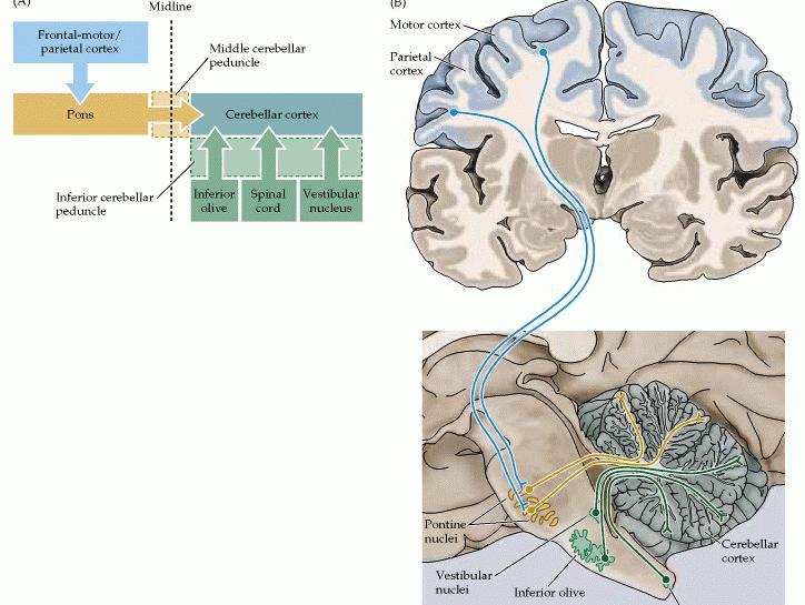 Via corticocerebelar - principal fonte de aferências - núcleos pontinos - cerebelo Vias espino e