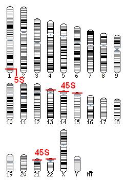 Loci rdna RNA ribossomal representa 60% de todo RNA em células eucariotas RNA ribossomal são produzidos por 2 loci: 5S rdna