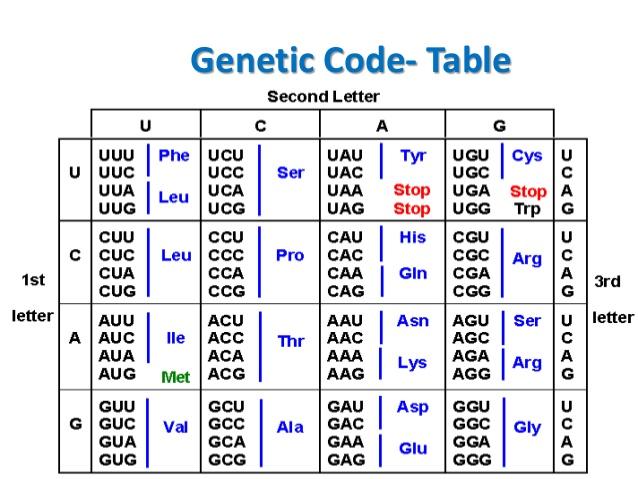 q Dada a seguinte sequência da DNA 5 - TTT AGT GAA CCG CAT GTT 3 3 - AAA TCA CTT GGC GTA CAA