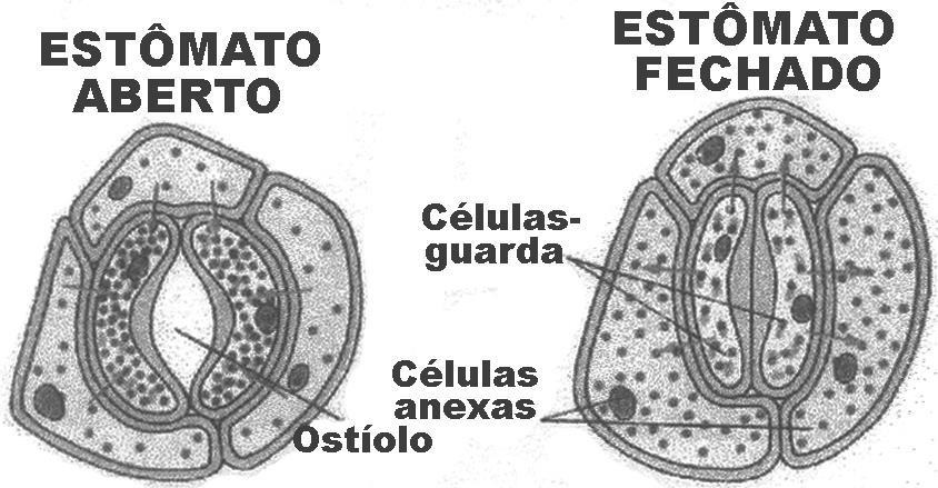 TRANSPIRAÇÃO VEGETAL Perda de água na forma de vapor. Controla a redução da temperatura interna da planta.