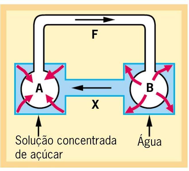 Hipótese de Münch Floema após a fotossíntese = [glicose] pressão osmótica água do Xilema para o Floema Floema após distribuição glicose