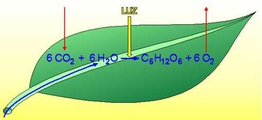 FOTOSSÍNTESE Processo bioquímico composto por diversas etapas e dezenas de reações, em que moléculas de H 2 O e de CO