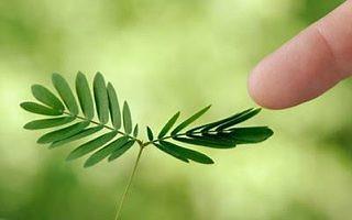 Quimiotropismo NASTISMO Movimento vegetal não orientados, que ocorrem como resposta de um estimulo