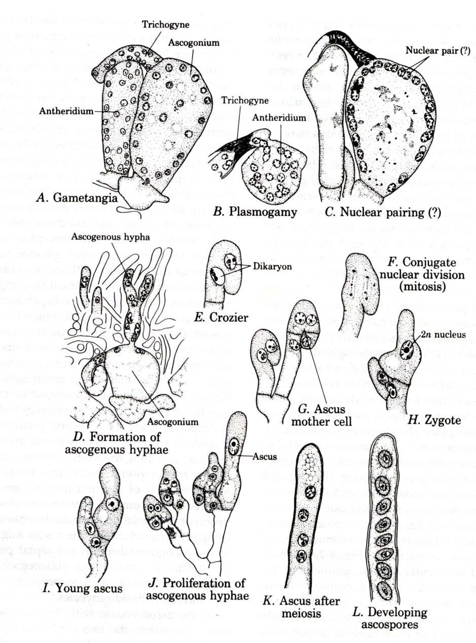 Eventos da reprodução sexuada: Tricógine Ascogônio Anterídeo